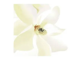 Шторка (фіранка) д/душу з поліестеру 180*180 см, фотопринт 12 кілець  PHP-PUREWHITE 1000007524